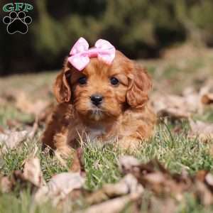 Sydney, Cavapoo Puppy